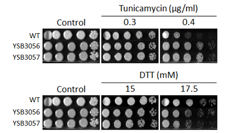 ER stress phenotype for CNAG_07580T0