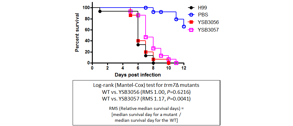 Galleria mellonella virulence data for CNAG_07580T0