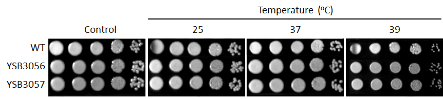 Growth phenotype for CNAG_07580T0