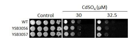 Heavy metal stress phenotype for CNAG_07580T0