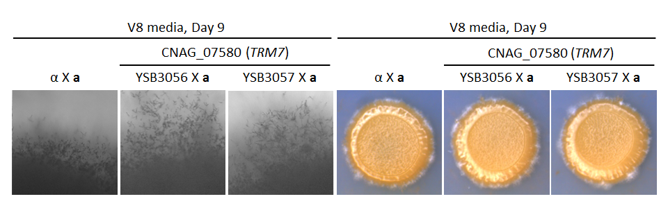 Growth phenotype for CNAG_07580T0
