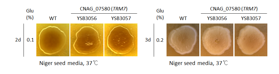 Melanin phenotype for CNAG_07580T0