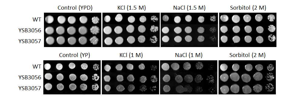 Osmotic stress phenotype for CNAG_07580T0