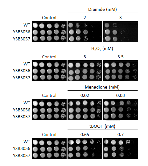 Oxidative stress phenotype for CNAG_07580T0