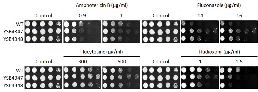 Antifungal drug susceptibility for CNAG_07667T0