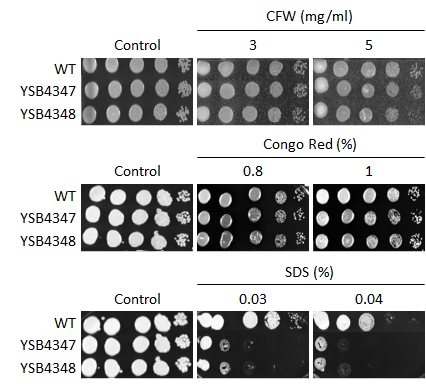 Cell wall stress phenotype for CNAG_07667T0