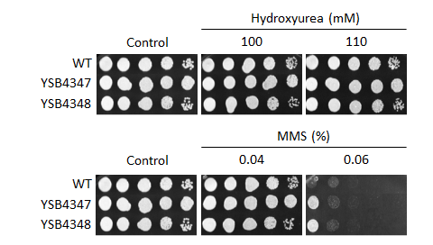 Genotoxic stress phenotype for CNAG_07667T0