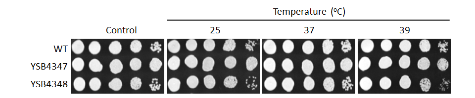Growth phenotype for CNAG_07667T0