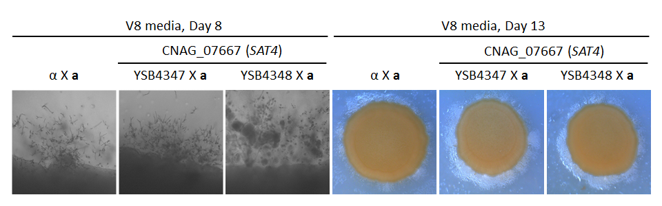 Growth phenotype for CNAG_07667T0