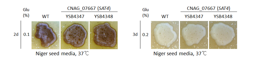 Melanin phenotype for CNAG_07667T0