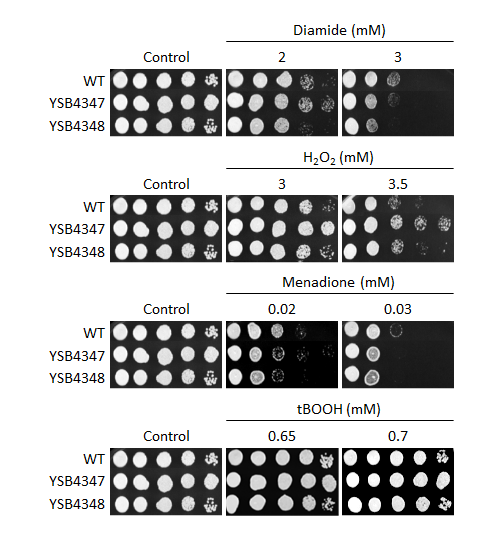 Oxidative stress phenotype for CNAG_07667T0