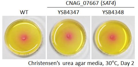 Urease phenotype for CNAG_07667T0