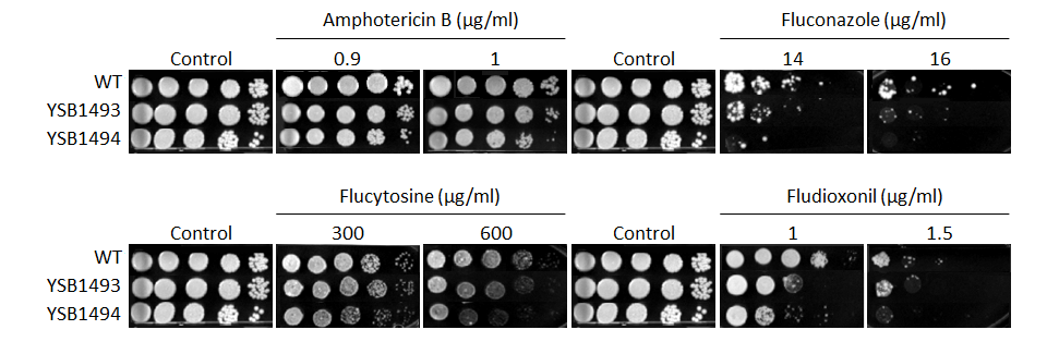 Antifungal drug susceptibility for CNAG_07744T0