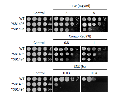 Cell wall stress phenotype for CNAG_07744T0