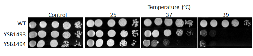 Growth phenotype for CNAG_07744T0