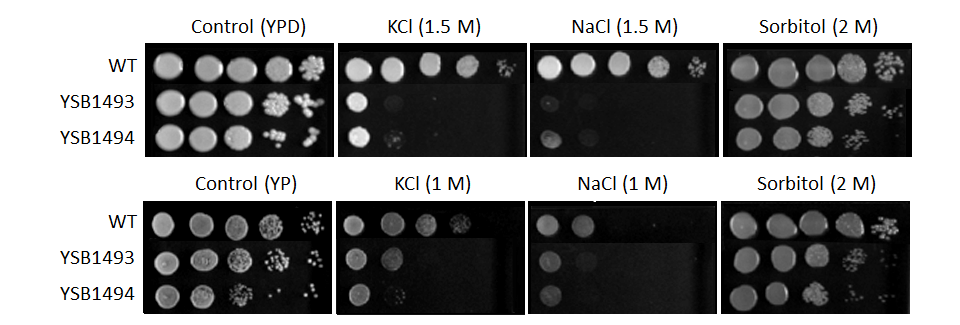 Osmotic stress phenotype for CNAG_07744T0