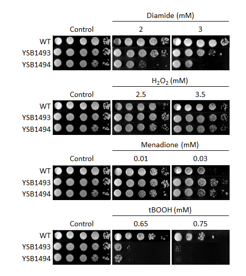 Oxidative stress phenotype for CNAG_07744T0