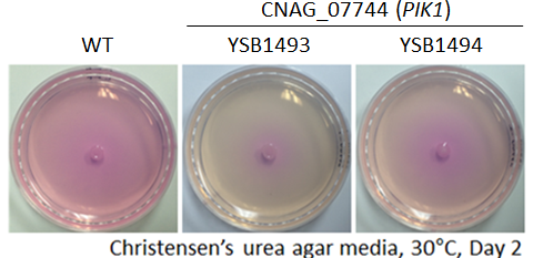 Urease phenotype for CNAG_07744T0
