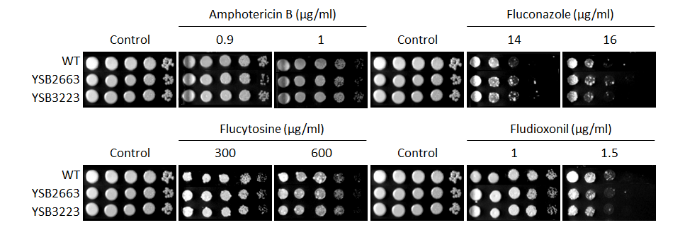 Antifungal drug susceptibility for CNAG_07779T0