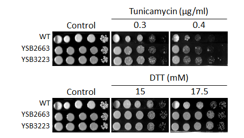 ER stress phenotype for CNAG_07779T0