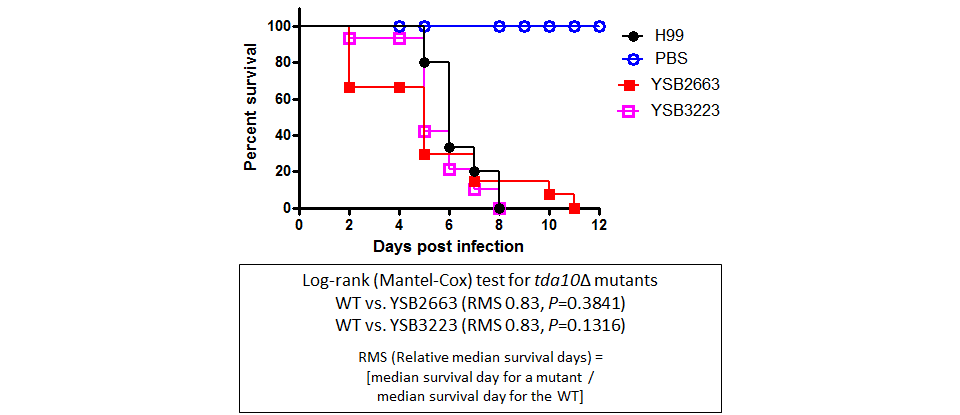 Galleria mellonella virulence data for CNAG_07779T0