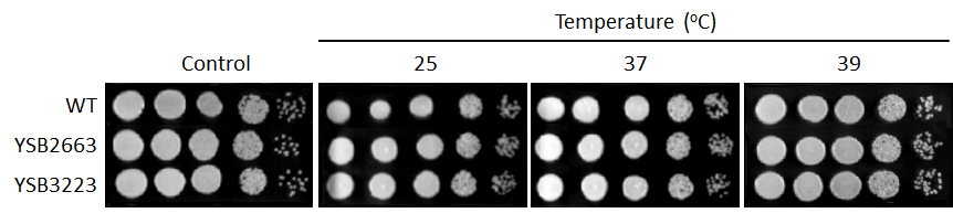 Growth phenotype for CNAG_07779T0