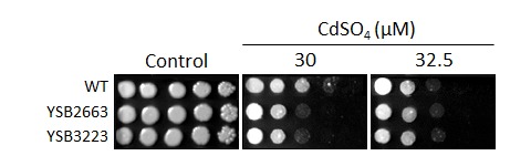 Heavy metal stress phenotype for CNAG_07779T0