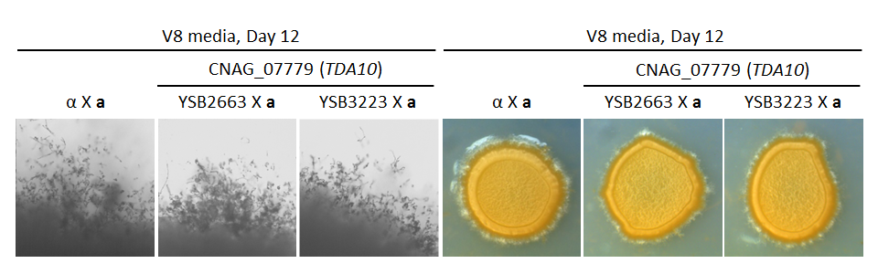 Growth phenotype for CNAG_07779T0