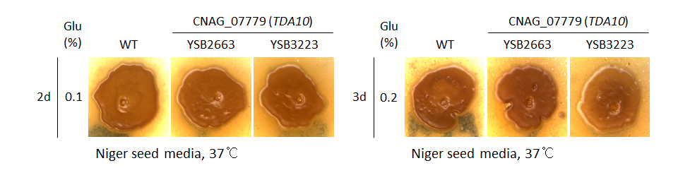 Melanin phenotype for CNAG_07779T0
