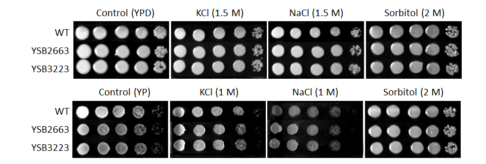 Osmotic stress phenotype for CNAG_07779T0