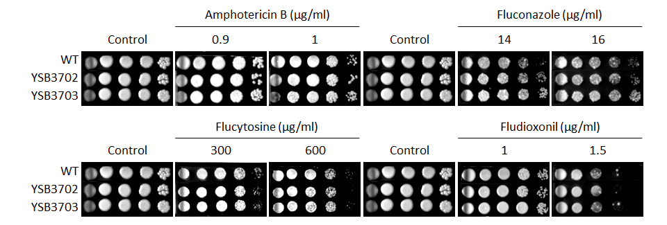 Antifungal drug susceptibility for CNAG_08022T0