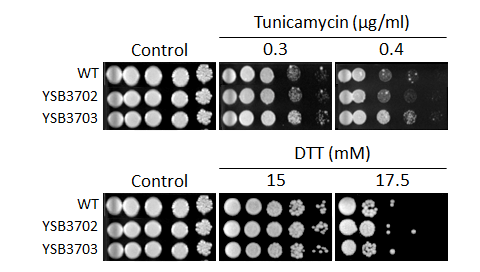ER stress phenotype for CNAG_08022T0