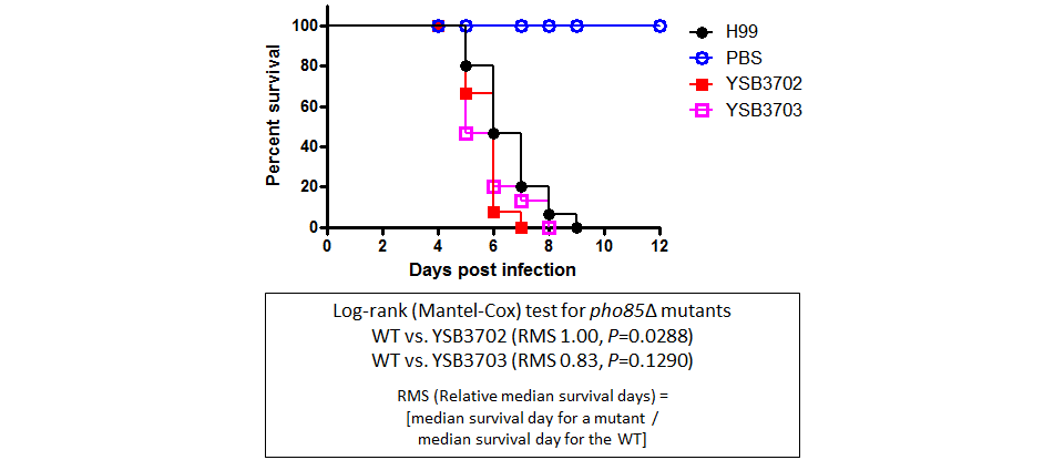 Galleria mellonella virulence data for CNAG_08022T0