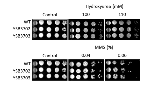 Genotoxic stress phenotype for CNAG_08022T0