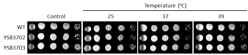 Growth phenotype for CNAG_08022T0