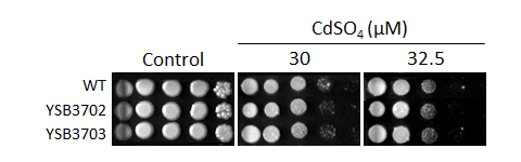 Heavy metal stress phenotype for CNAG_08022T0