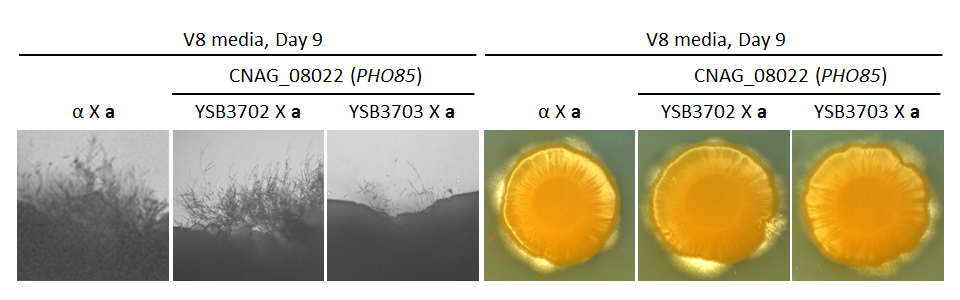 Growth phenotype for CNAG_08022T0
