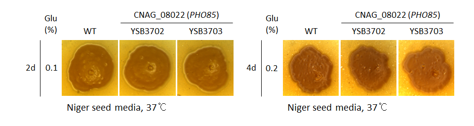 Melanin phenotype for CNAG_08022T0