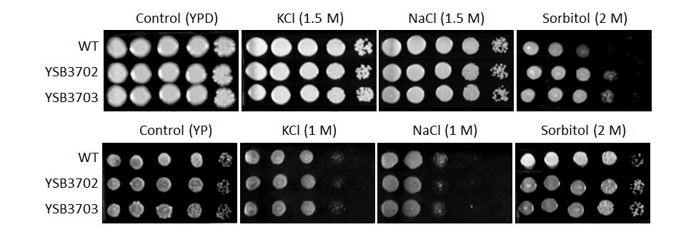 Osmotic stress phenotype for CNAG_08022T0