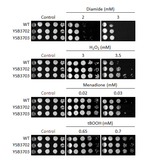 Oxidative stress phenotype for CNAG_08022T0