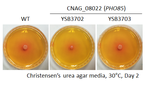 Urease phenotype for CNAG_08022T0